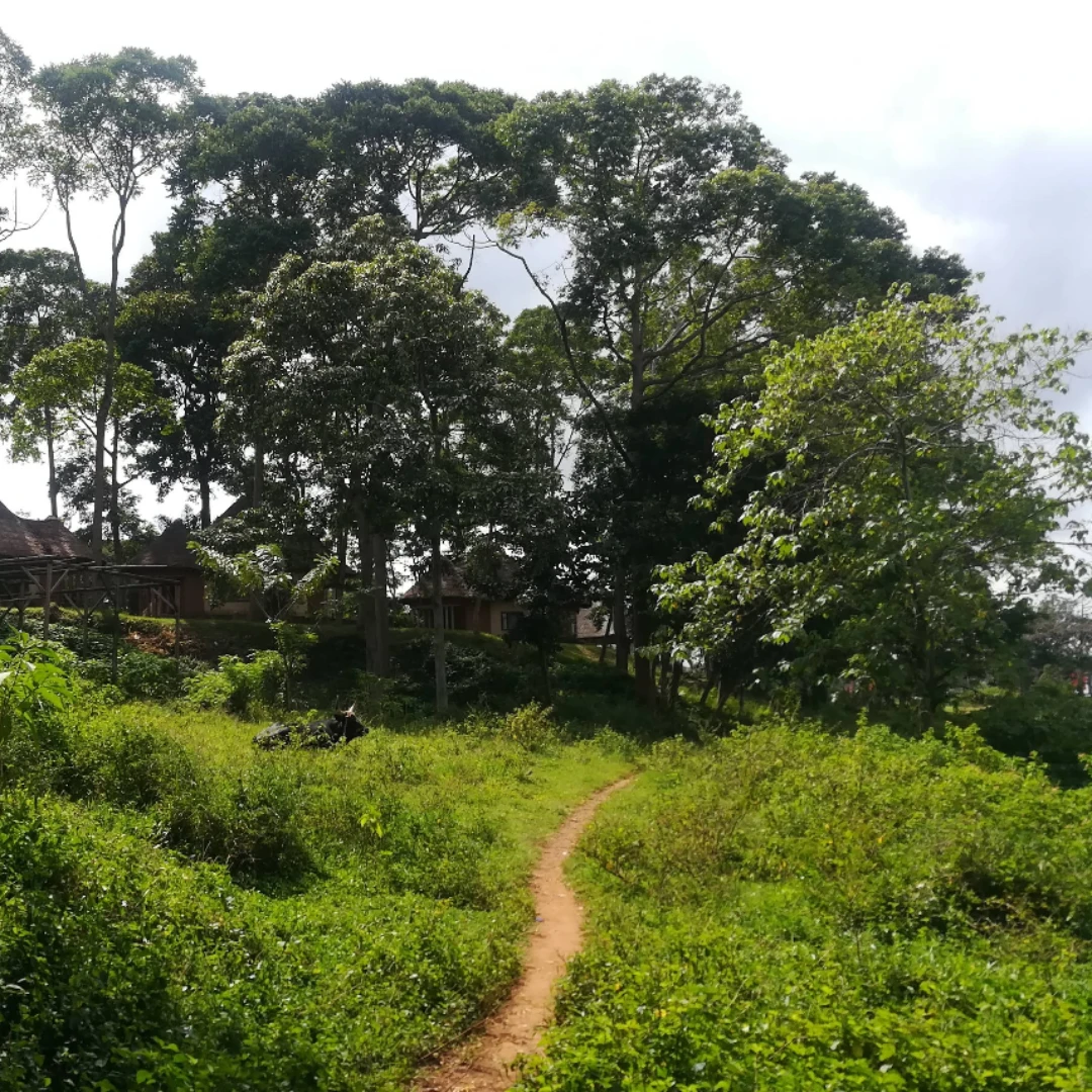 Kitubulu forest and beach.